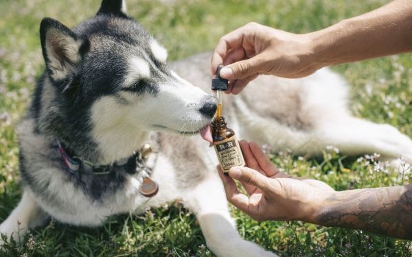 How to Keep Your Pets Stress-Free? – Some Major Benefits of CBD Oil