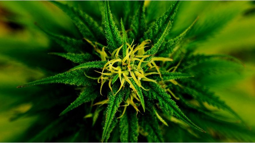 What You Need To Know About White Widow Cannabis
