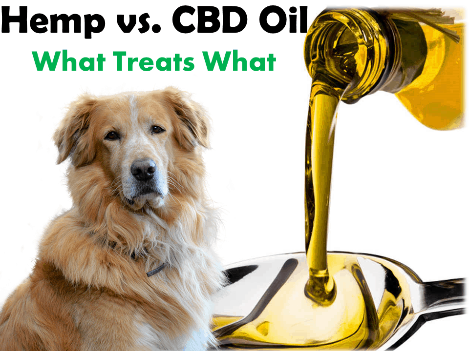 How can CBD oil beneficial in treating seizures in dogs? Check out e short guide on it